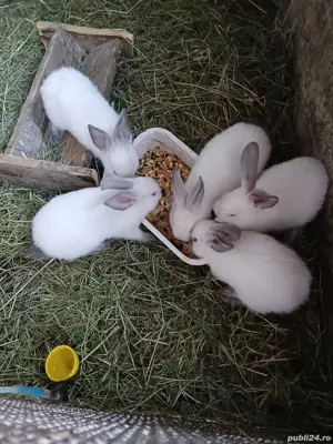 vând iepurași si iepuroaice Californian  - imagine 2