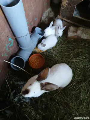 vând iepurași si iepuroaice Californian  - imagine 4