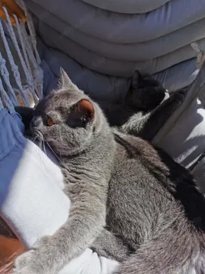 Motanel gri de 11 luni afectuos dragalas din parinti British Shorthair - vanzare - doar Bucuresti - imagine 2