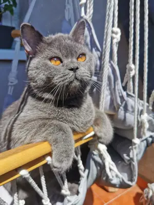 Motanel gri de 11 luni afectuos dragalas din parinti British Shorthair - vanzare - doar Bucuresti