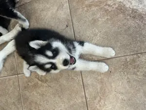 Pui Husky Siberian 
