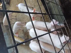 vand purcei - imagine 2