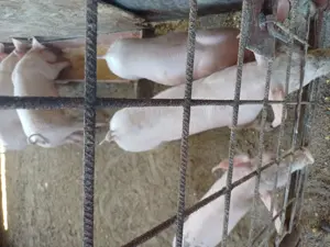 vand purcei - imagine 5