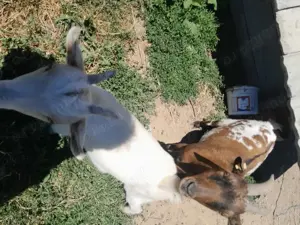 Vând 2 capre de rasă pitice olandeze. 