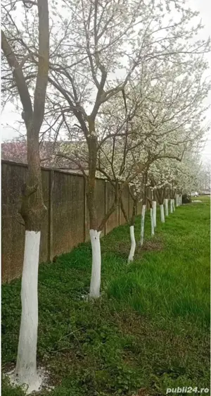 Vând casă cu grădină în centrul Com. Șimand, Jud. Arad