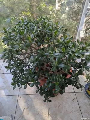 Planta ornamentala Pomul vieții  - imagine 2