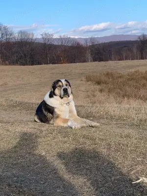 Femelă de Asia Centrală  - imagine 4