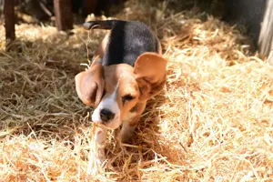 Căței rasa Beagle - București - imagine 4