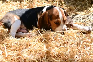 Căței rasa Beagle - București - imagine 3