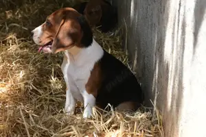 Căței rasa Beagle - București - imagine 2