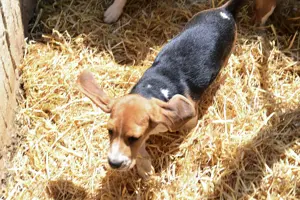 Căței rasa Beagle - București - imagine 5