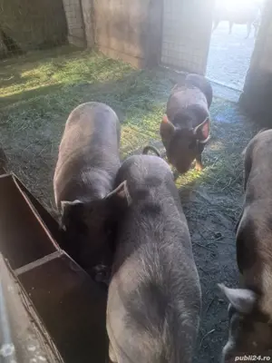 Vand porci pt sacrificare
