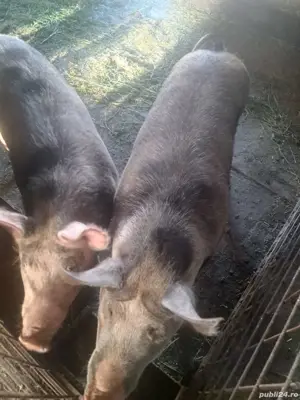 Vand porci pt sacrificare - imagine 4