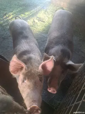 Vand porci pt sacrificare - imagine 2