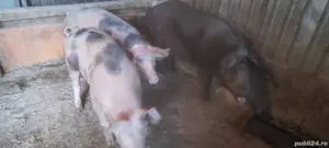 Porci grași  - imagine 3