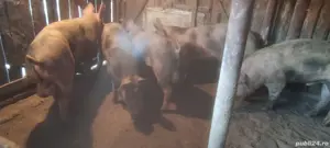 Vieri vier pietrain  - imagine 2