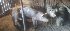 Vieri vier pietrain  - imagine 3