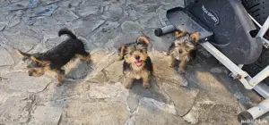 Yorkshire toy  - imagine 5