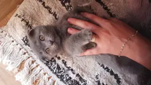 Scotish fold femela și mascul