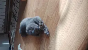 Scotish fold femela și mascul - imagine 2 Scotish fold femela și mascul - imagine 2