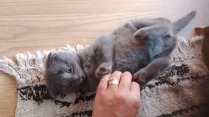 Scotish fold femela și mascul - imagine 3 Scotish fold femela și mascul - imagine 3