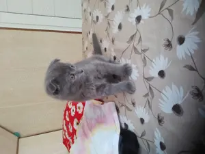 Scotish fold femela și mascul - imagine 5 Scotish fold femela și mascul - imagine 5