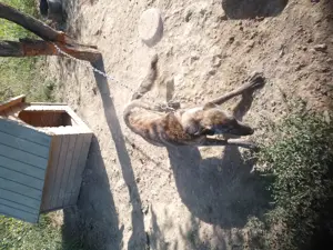 Caini de paza și vânătoare,  castrate