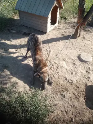 Caini de paza și vânătoare,  castrate - imagine 2