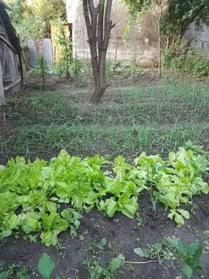 Casa de inchiriat in Apoldu de Jos la 35 km de Sibiu - imagine 10