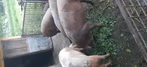 Vând porc  - imagine 2 Vând porc  - imagine 2