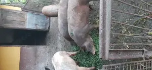 Vând porc  - imagine 4 Vând porc  - imagine 4