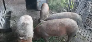 Vând porc  - imagine 3 Vând porc  - imagine 3