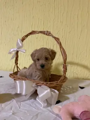 Maltipoo deosebiti! - imagine 3