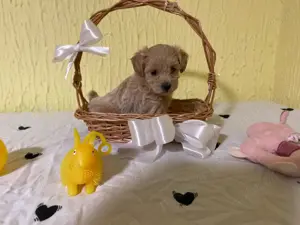 Maltipoo deosebiti! - imagine 4