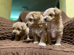 Maltipoo deosebiti! - imagine 2