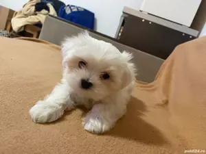 Bichon Maltez Toy 