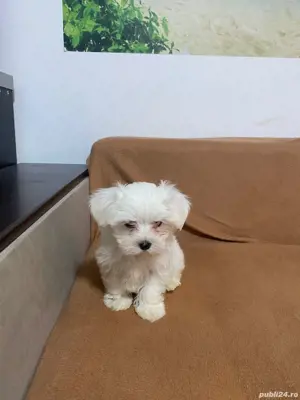 Bichon Maltez Toy  - imagine 4