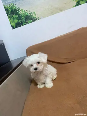 Bichon Maltez Toy  - imagine 2