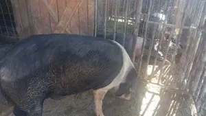 Vier pentru însămânțare