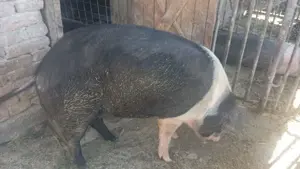 Vier pentru însămânțare - imagine 2