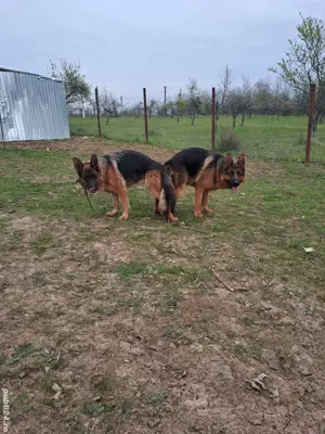 Ciobanesc german cauta pereche - imagine 2