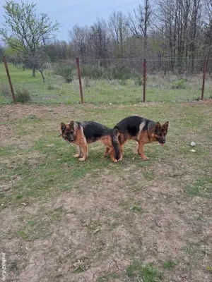 Ciobanesc german cauta pereche - imagine 3