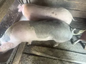 Porc de taiat  - imagine 2 Porc de taiat  - imagine 2