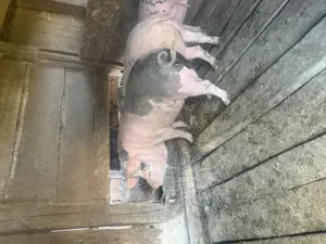 Porc de taiat  - imagine 4 Porc de taiat  - imagine 4