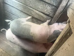 Porc de taiat  - imagine 3 Porc de taiat  - imagine 3