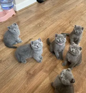 Pui British Shorthair Blue și Scottish Fold Blue la super preț - imagine 3