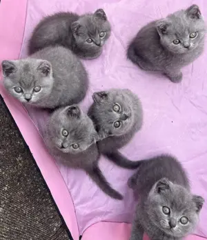 Pui British Shorthair Blue și Scottish Fold Blue la super preț - imagine 2