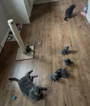 Pui British Shorthair Blue și Scottish Fold Blue la super preț - imagine 4