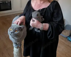 Pui British Shorthair Blue și Scottish Fold Blue la super preț - imagine 6