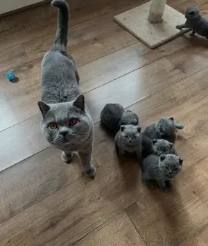 Pui British Shorthair Blue și Scottish Fold Blue la super preț - imagine 5